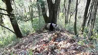 大熊猫竹林吃竹子栖息视频的预览图